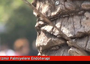 İzmir Palmiyelere Endoterapi